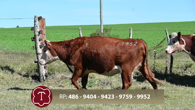  Lote 1 Vientres preñados