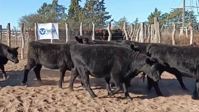 Lote 80 Vaquillonas
