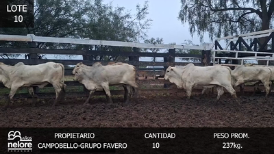 Lote LOTE 10