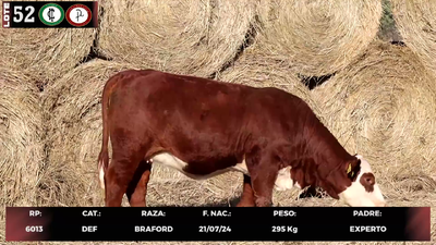 Lote LOTE 52