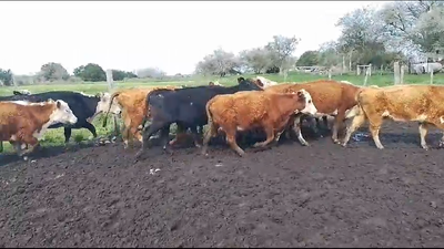 Lote 14 Vacas de Invernada He Cr AA en Tala de Corrales