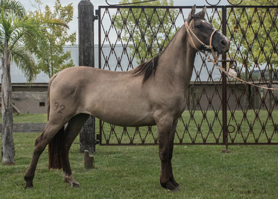 Lote TOBOGAN 92