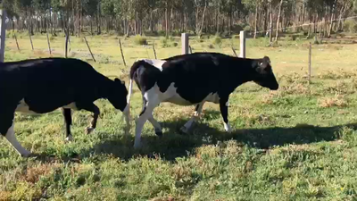 Lote 2 Vacas Holando