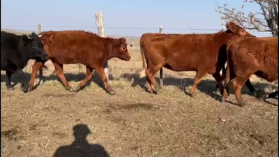 Lote VAQUILLONAS ENTORADAS