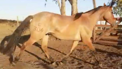 Lote Bochinche del Ceibal