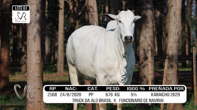 Lote LOTE 61
