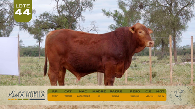 Lote LOTE 44