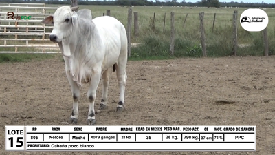Lote Toros Nelore, Loma Plata