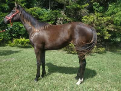 Lote DAN MOGADORA