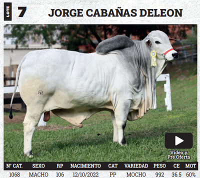 Lote LOTE 7 - BOZAL