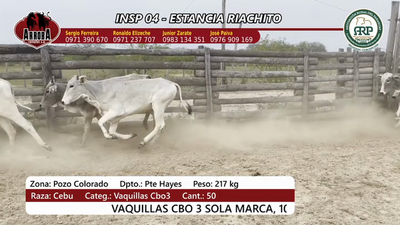 Lote Insp 4