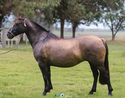 Lote JAGUEL TUNDRA