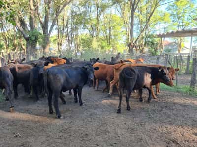 Lote 32 Vaquillonas en Gral. Lamadrid, Buenos Aires