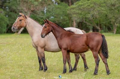 Lote JAGUEL VALERIA