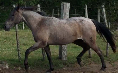 Lote Camaleón La Invernada