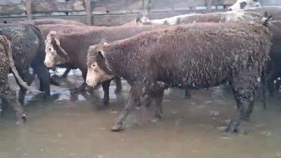Lote 20 Vaquilla Gorda en Los Ángeles, VIII Región Biobío
