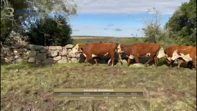 Lote 27 Vacas de Invernada HEREFORD 466kg -  en TALITA