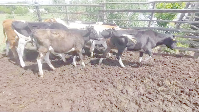 Lote 10 Terneras holando y hereford en Carretero