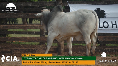 Lote 
