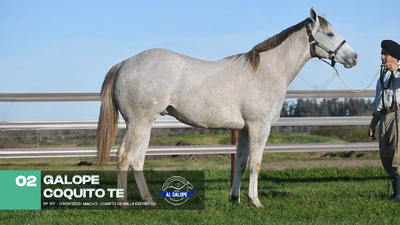Lote Lote 2