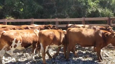 Lote 60 Vaquilla Engorda en Futrono, XIV Región Los Ríos