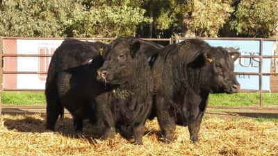 Lote TOROS PP