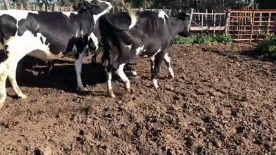 Lote 8 Vaquillonas  Holando 450kg -  en Coronilla