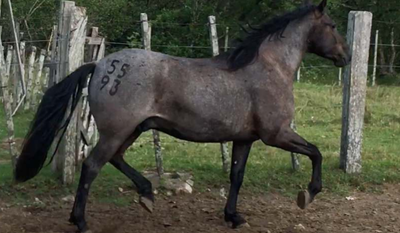 Lote Espinillo La Invernada