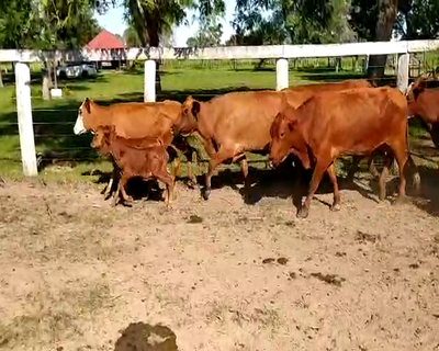 Lote 25 Vacas nuevas en Pdcia. de La Plaza, Chaco