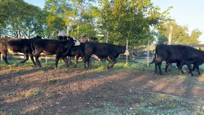 Lote NOVILLOS 1 a 2 AÑOS