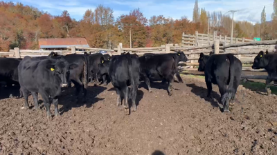 Lote 50 Vaquilla Engorda en Coyhaique, XI Región Aysén