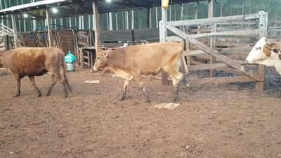 Lote (Vendido)21 Vacas de Invernada Hibridos tipo brangus/  braford/ nelore. 350kg -  en HernandariasHERNANDARIAS