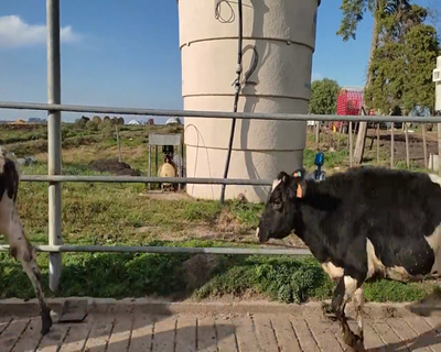 Lote (Vendido)7 Terneras HO 213kg - , Colonia