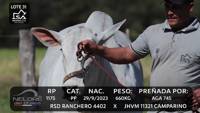 Lote LOTE 31