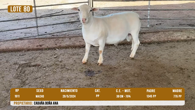 Lote LOTE 80