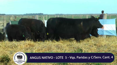 Lote VACAS Y VAQUILLONAS PARIDA Y CON SERVICIO