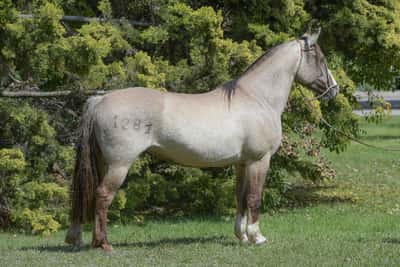 Lote Constancia Mala Chica