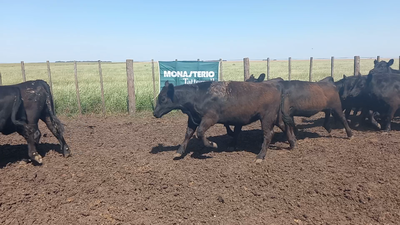 Lote 25 Vaquillonas de HERNAN CERIANI CERNADAS