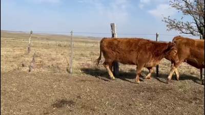 Lote VACAS ENTORADAS