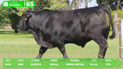 Lote LOTE 65
