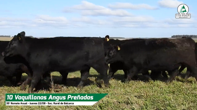 Lote VQ ANGUS