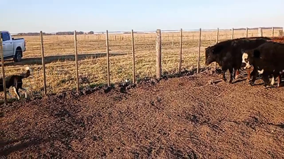 Lote 35 Terneros/as en Ayacucho, Buenos Aires