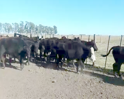 Lote 50 Vacas de invernar en Olavarría, Buenos Aires