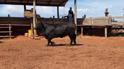 Lote Reproductores Altohondo - Lote 18