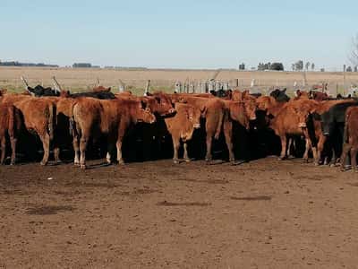 Lote 70 Terneros en Federal, Entre Ríos