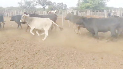 Lote 35 Vacas de invernar en Quimilí, Santiago del Estero