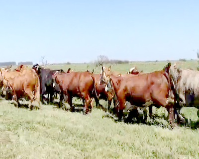 Lote 45 Vacas de invernar en Saladas, Corrientes