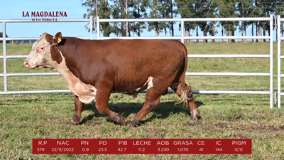 Lote 13 - POLLED HEREFORD PI