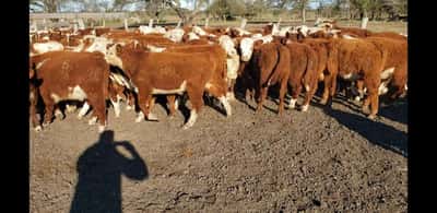 Lote 65 Terneros en Villaguay, Entre Ríos