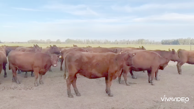 Lote 31 Vacas medio uso en Baradero, Buenos Aires